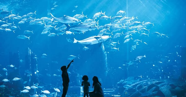 Explore DubaiâS Lost Chambers Aquarium: Tickets For One, Two, Or Four Dubai - Image 12